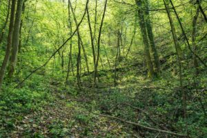 Accesso alla Signoria Di Vaboscosa